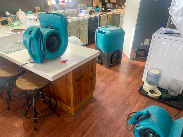 Best Basement water damage restoration  in Live Oak, FL